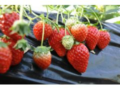 �X�g���x���[�����h�}���@�F�l�̂�������S��肨�҂����Ă���܂��I