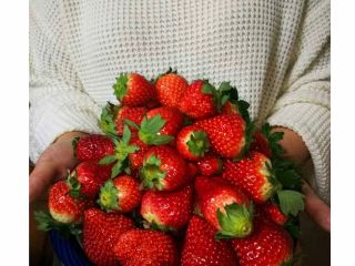 摘み取りプラン始めました♪ 美味しいイチゴ皆様に食べて頂きたいです☆彡