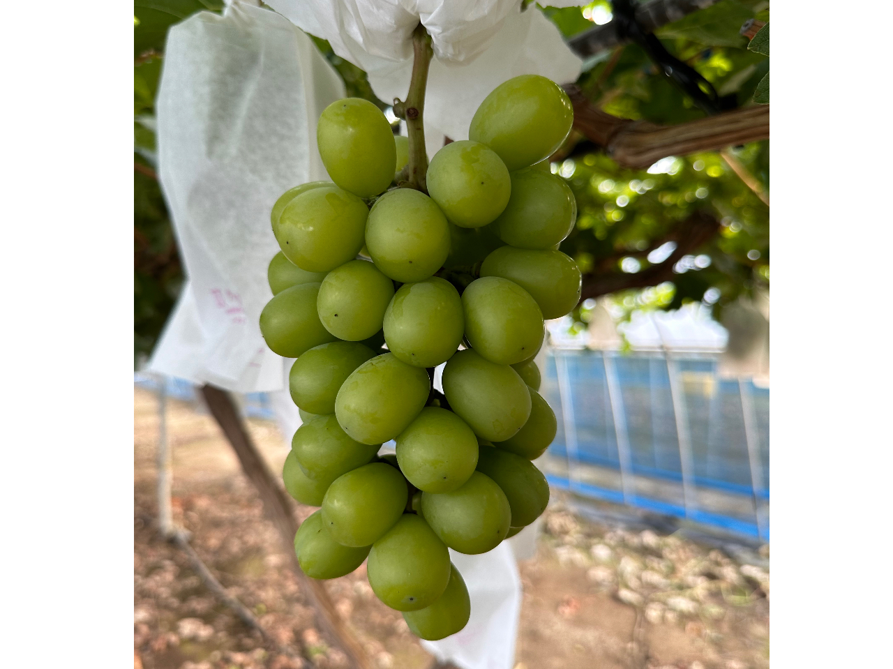 H ���΂炫���̂��Čv�ʁ�New �H�ו���v�������y�V���C���}�X�J�b�g���i�K�m�p�[�v��45���H�ו���v�����z��H�̖��o���y��������  �H�ׂ���Ȃ����ǁA�ǂ������H�ׂ������ɂ��X�X���I