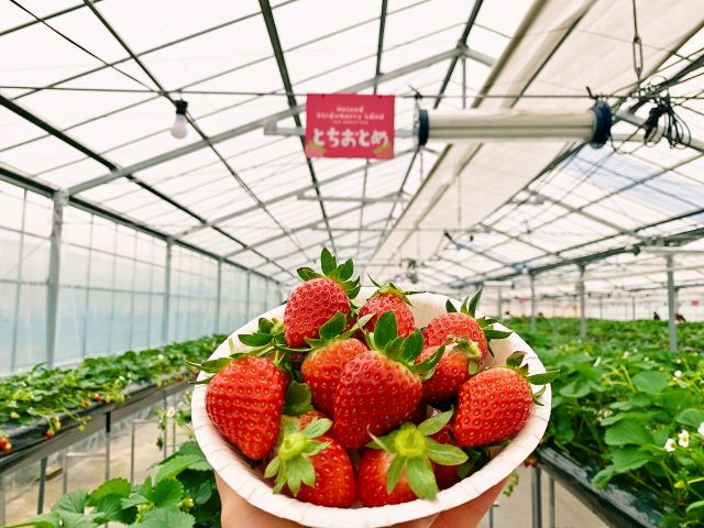 【福島県・いわき】甘みたっぷりの思い出をたくさんの方に!温かな東北でいちご狩りを楽しみましょう!!