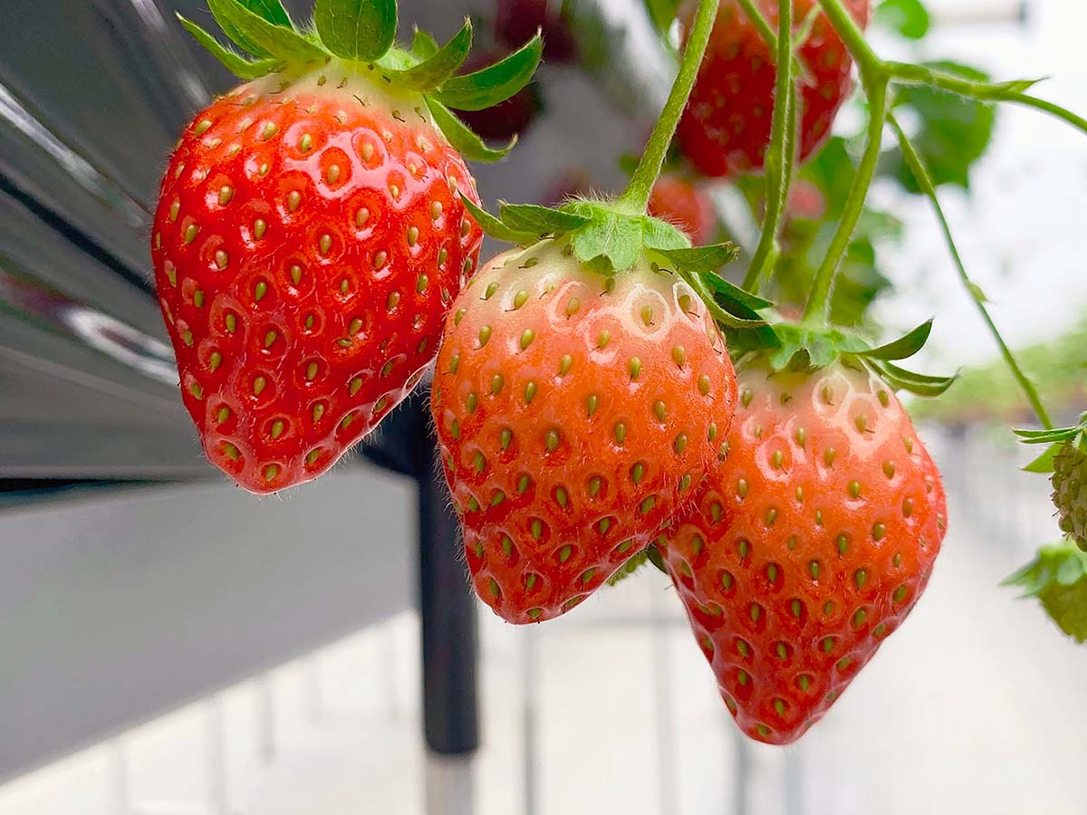 2022Nx͂ƂƂ߁EE͕PEgق؁Eڂ̂Ti͔|I