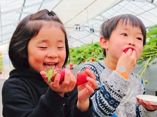 ご家族みなさまで、甘くて大粒!栄養たっぷりのいちごをお腹いっぱい召し上がってください♪