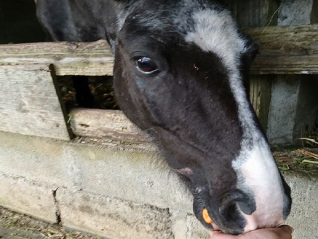 ふれあい体験 お馬さんと写真撮影 人参エサやり体験30分コース 乗馬なし 通年 夢有民牧場 じゃらん遊び体験 ふれあい体験 お馬さんと写真撮影 人参エサやり体験30分コース 乗馬なし 通年 夢有民牧場 じゃらん遊び体験