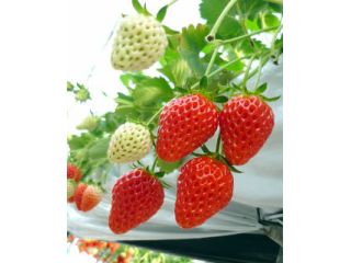 1月5日〜4月5日※コロナ対策あり※★章姫&紅ほっぺ2種類★30分食べ放題★