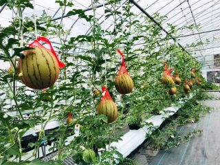 空中栽培のスイカ1玉収穫体験 小玉 紅しずく めぐりーん産ミニトマト2袋おみやげ付き めぐりーん産地直売所 じゃらん遊び体験 空中栽培のスイカ1玉収穫体験 小玉 紅しずく めぐりーん産ミニトマト2袋おみやげ付き めぐりーん産地直売所 じゃらん遊び体験