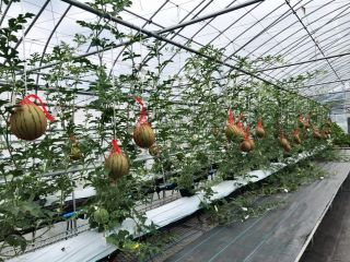 空中栽培のスイカ1玉収穫体験 小玉 紅しずく めぐりーん産ミニトマト2袋おみやげ付き めぐりーん産地直売所 じゃらん遊び体験 空中栽培のスイカ1玉収穫体験 小玉 紅しずく めぐりーん産ミニトマト2袋おみやげ付き めぐりーん産地直売所 じゃらん遊び体験