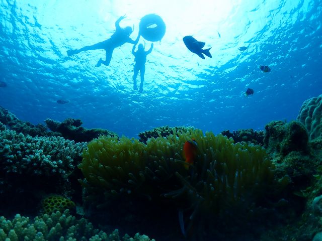 インストラクターが水中の下からクマノミと一緒に撮った写真!凄く綺麗!