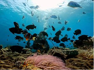 お魚に囲まれて幸せ(^з^)-☆