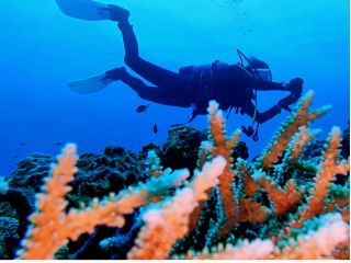 珊瑚礁とダイバー!