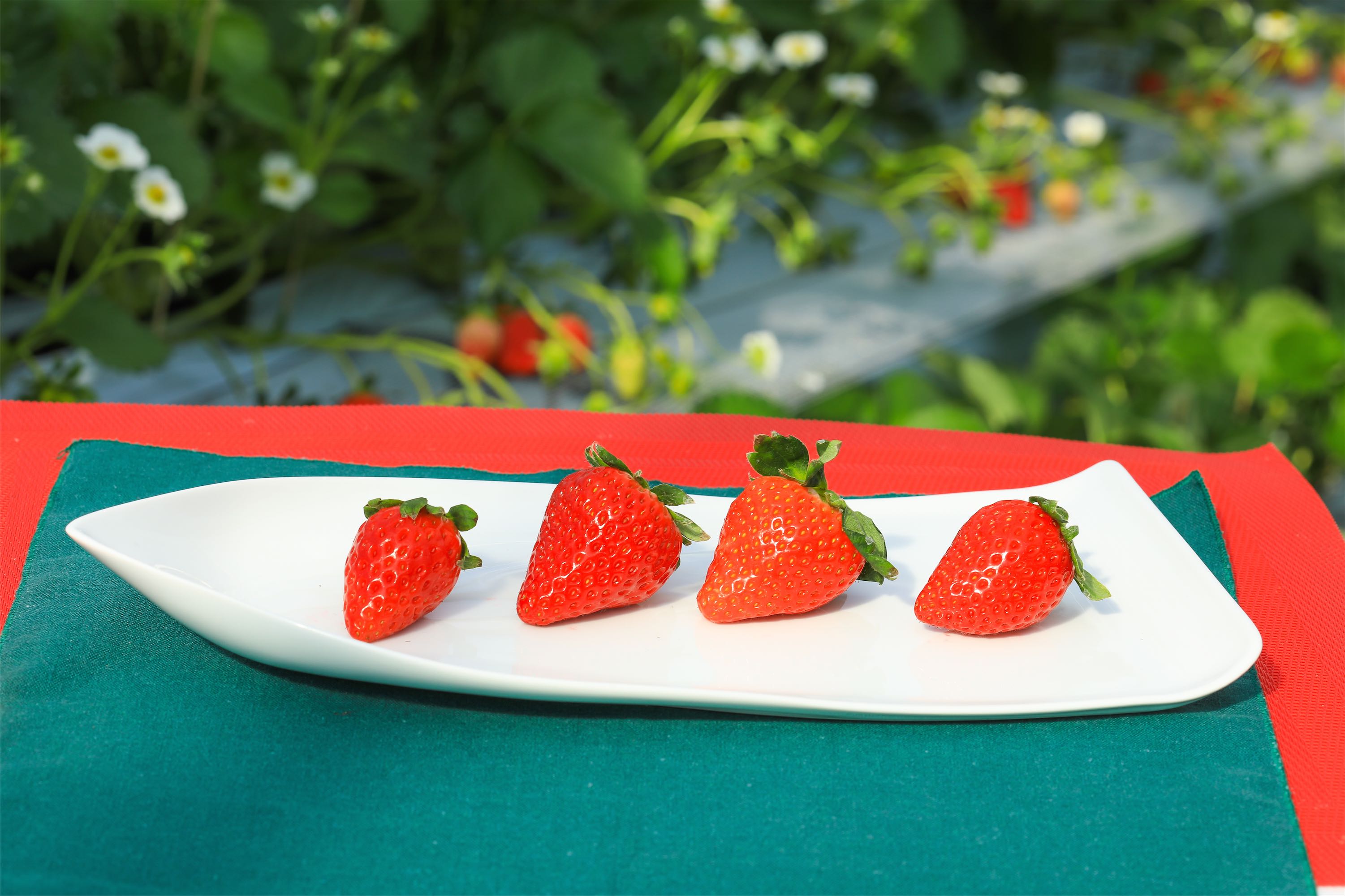 Cx[AقAX^[iCgÂ݂̍ő4iHהׁI