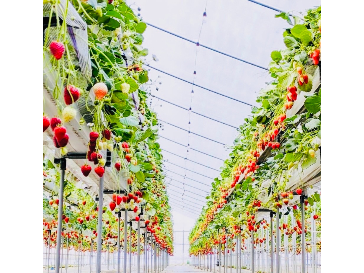 �����i��A�͔|���Ă��܂��̂ŐH�ה�ׂ����y���݂��������܂��B