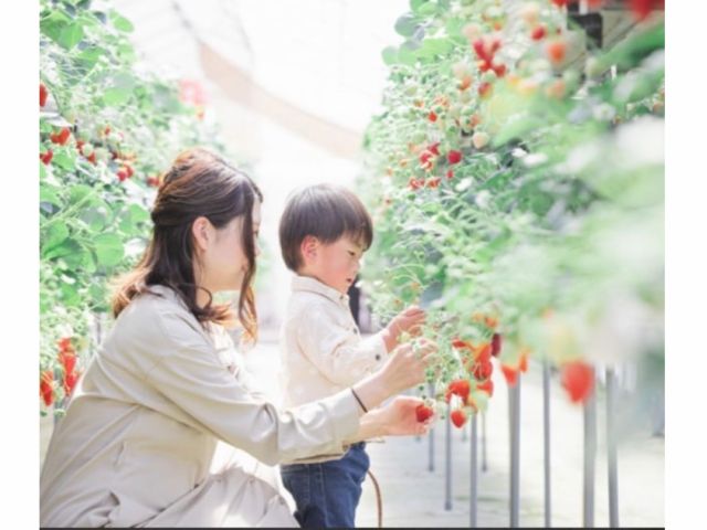 お子様の手の届く高さにもいちごがあります!