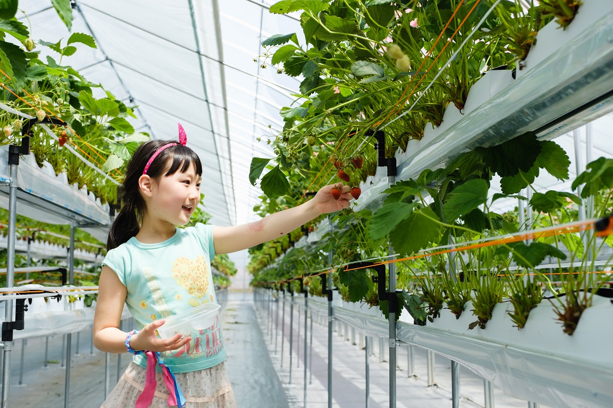 【イオンモール久御山すぐ・GW明け以降プラン】最大6品種食べ比べ ≪いちご狩り4...