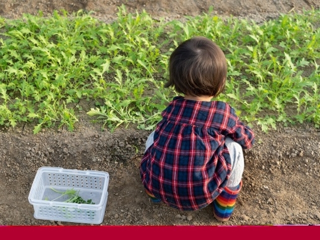 ハーブはとても小さいので、お子様の力でも収穫できます。