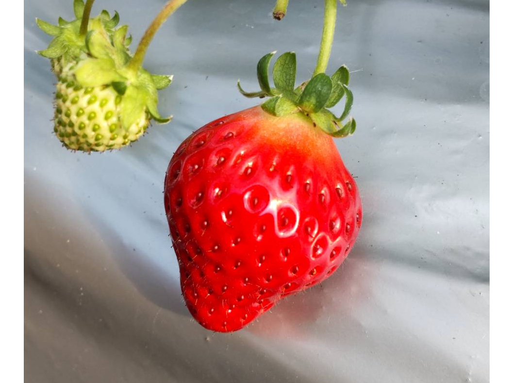 【千葉市・いちご狩り】2026年《4月6日から5月6日》太陽と大地の恵みをいっぱ...