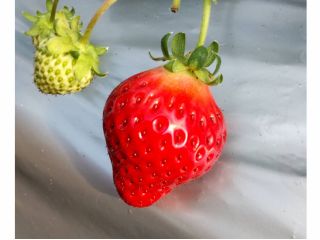 完熟いちご