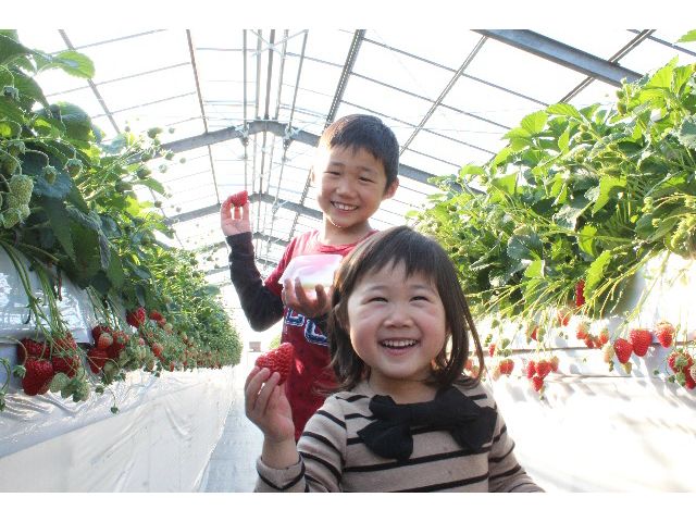 種類が豊富で大きくて甘いいちご♪小さいお子さんも喜んでくれています♪