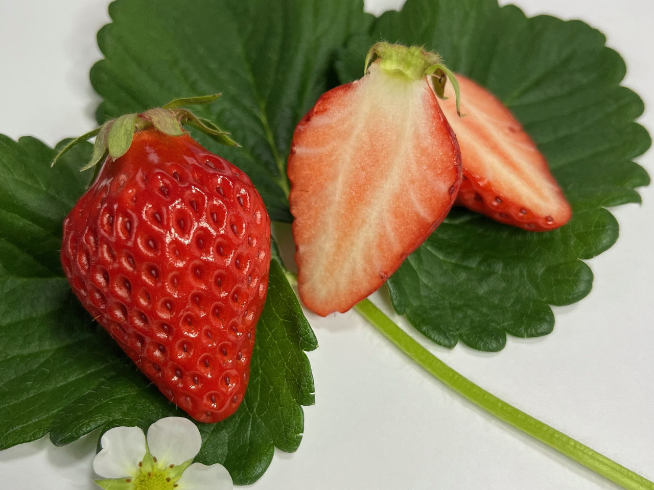 �s�g�ق��؁t���C���ō͔|���Ă��܂����嗱�ŃW���[�V�[�A���肪�����A�K�x�Ȏ_���ƃR�N������܂��B�g�ق��؂�������قǂ��������h�̂Łu�g�ق��؁v�Ɩ�����܂����I