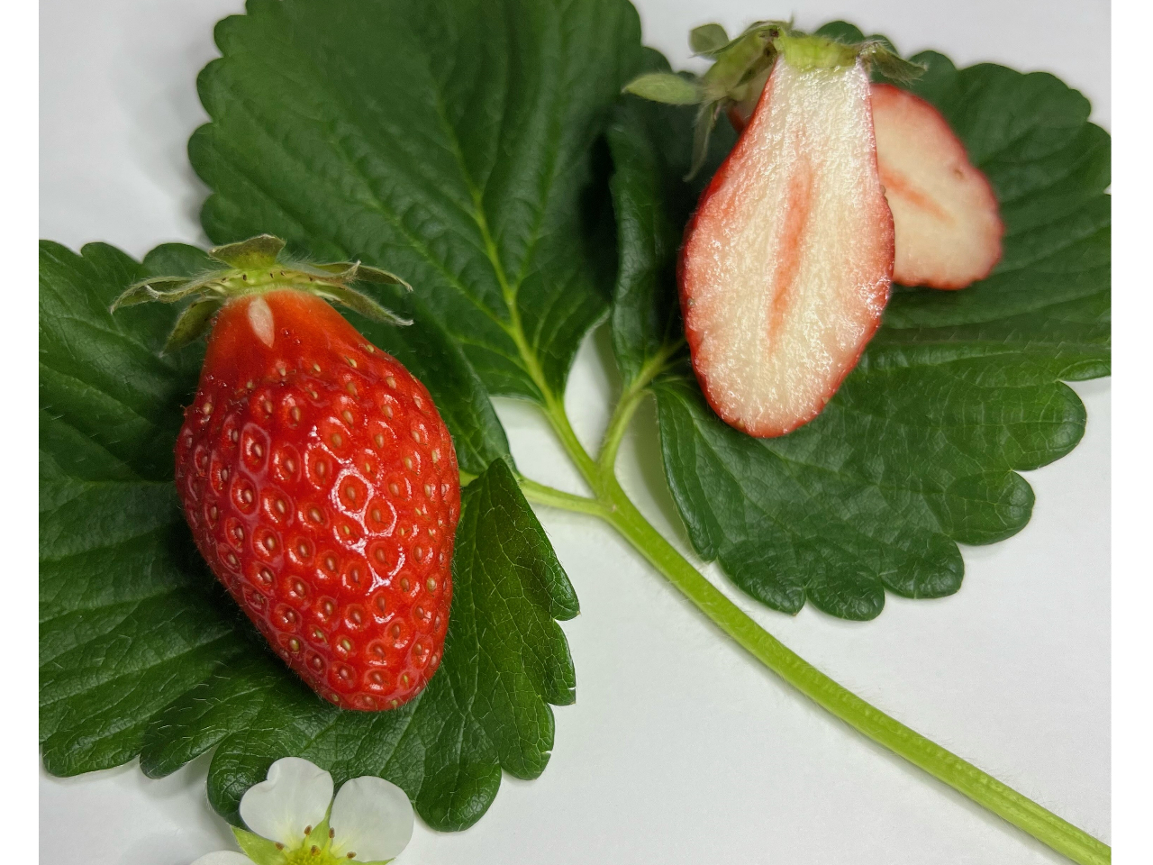 �s�����b�x���[�t�r�^�~���b�ܗL�ʂ����݂̕i��̒��ōł������������B���x�������A�H�����������肵�Ă��܂���