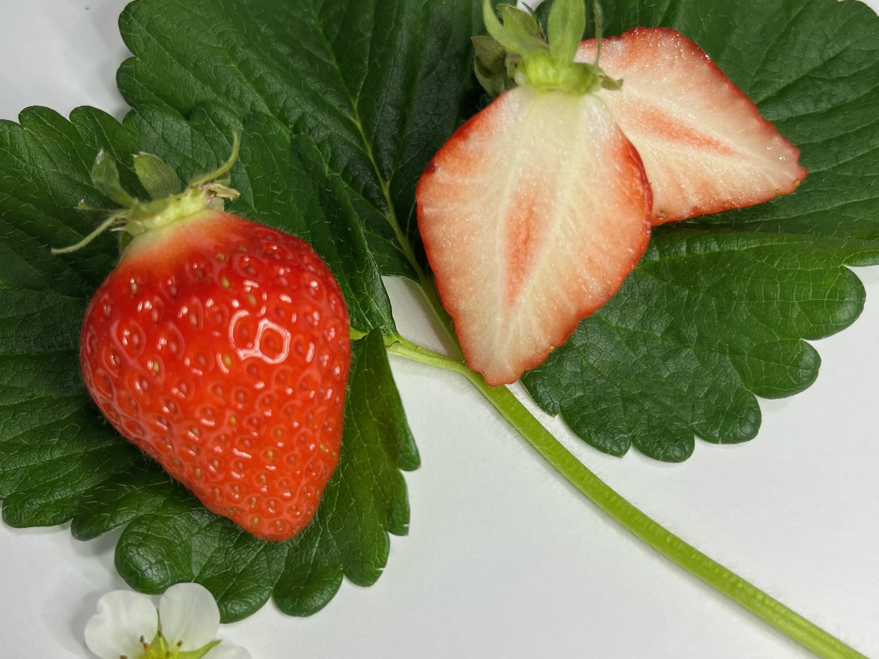 �s���܂����ځt�嗱�œ����A�H�׉���������W���[�V�[�ŉʓ��͏_�炩���H�ׂ₷���������ł��I�������␶���Ԃɂ�育�ē��ł��Ȃ��ꍇ���������܂��B