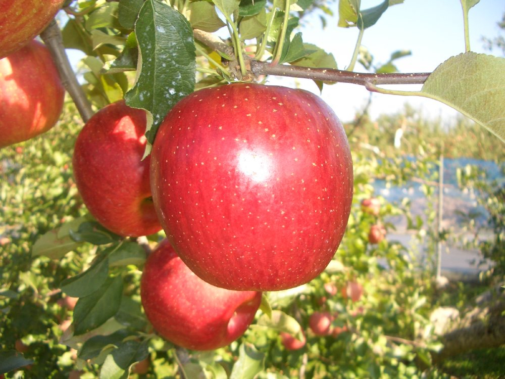 񂲎I񂲂RZiHfEVimXC[gEVimS[hj