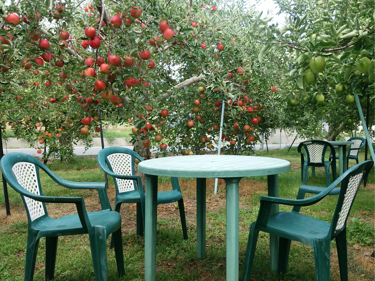 񂲎Iā`HɂĖ10ނ̂񂲂͔|B