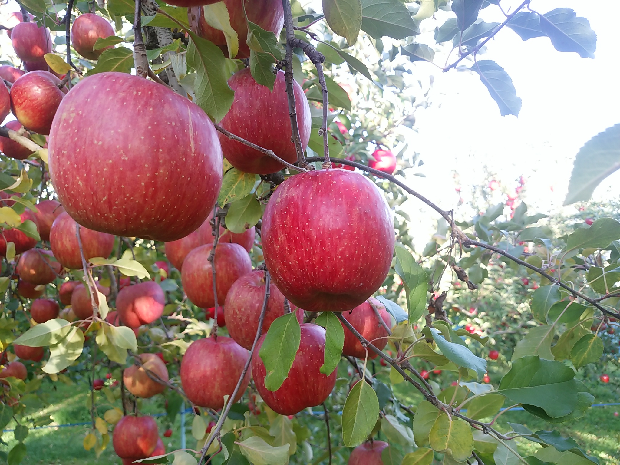 Tӂij11܂ł񂲎ł܂I