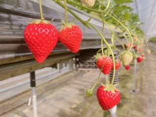 広いハウスでのびのびと☆