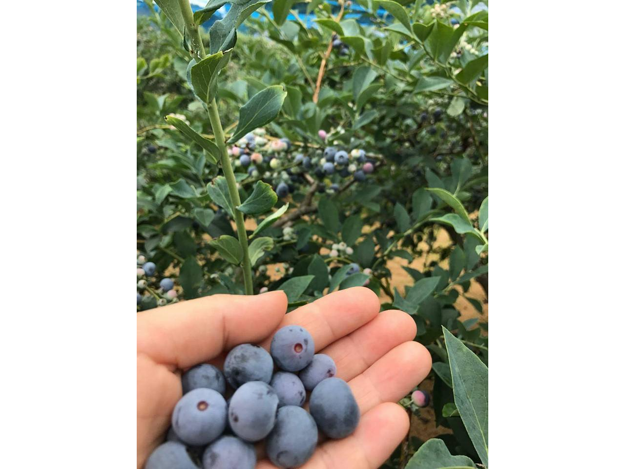 小さなお子さんも自分でフルーツ狩りが体験できるのがブルーベリー狩りです。