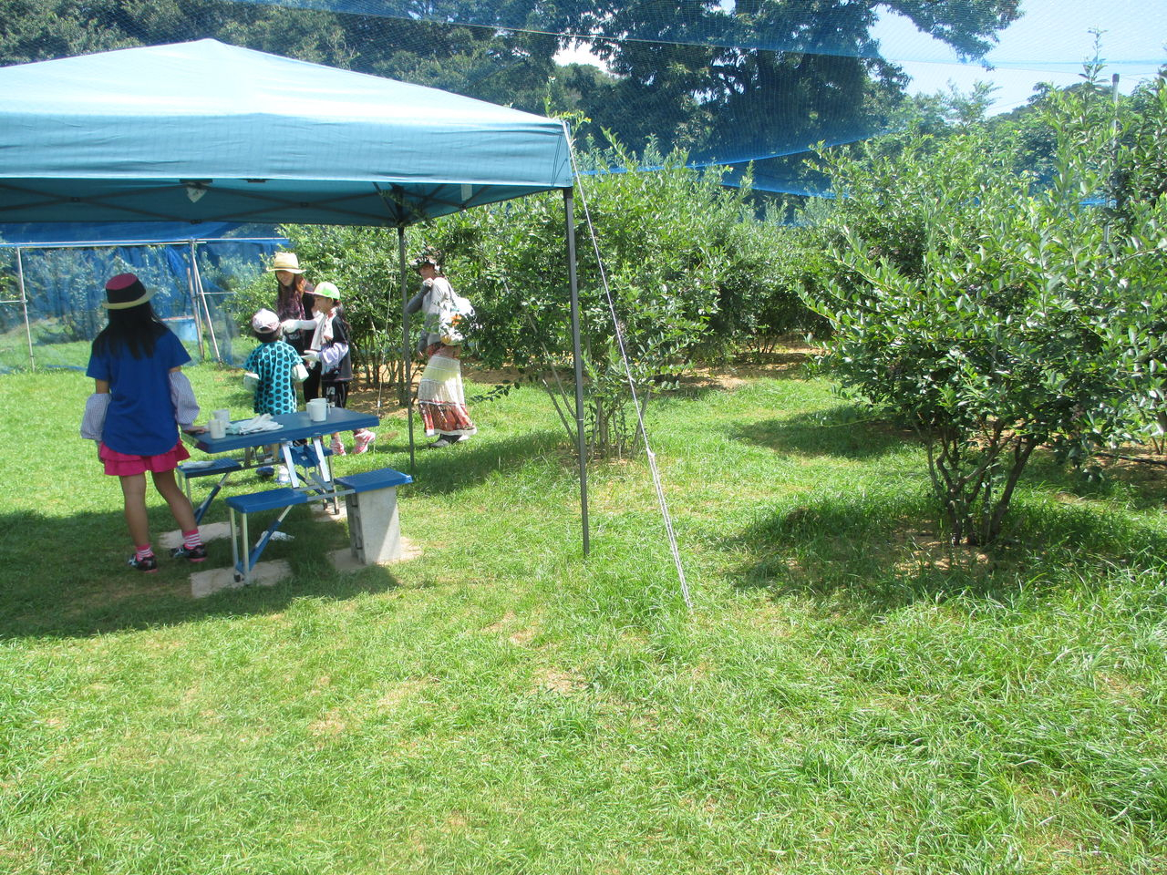 露地栽培の緑あふれる園内です。株元はもみ殻を敷いていて、土がふわふわです。