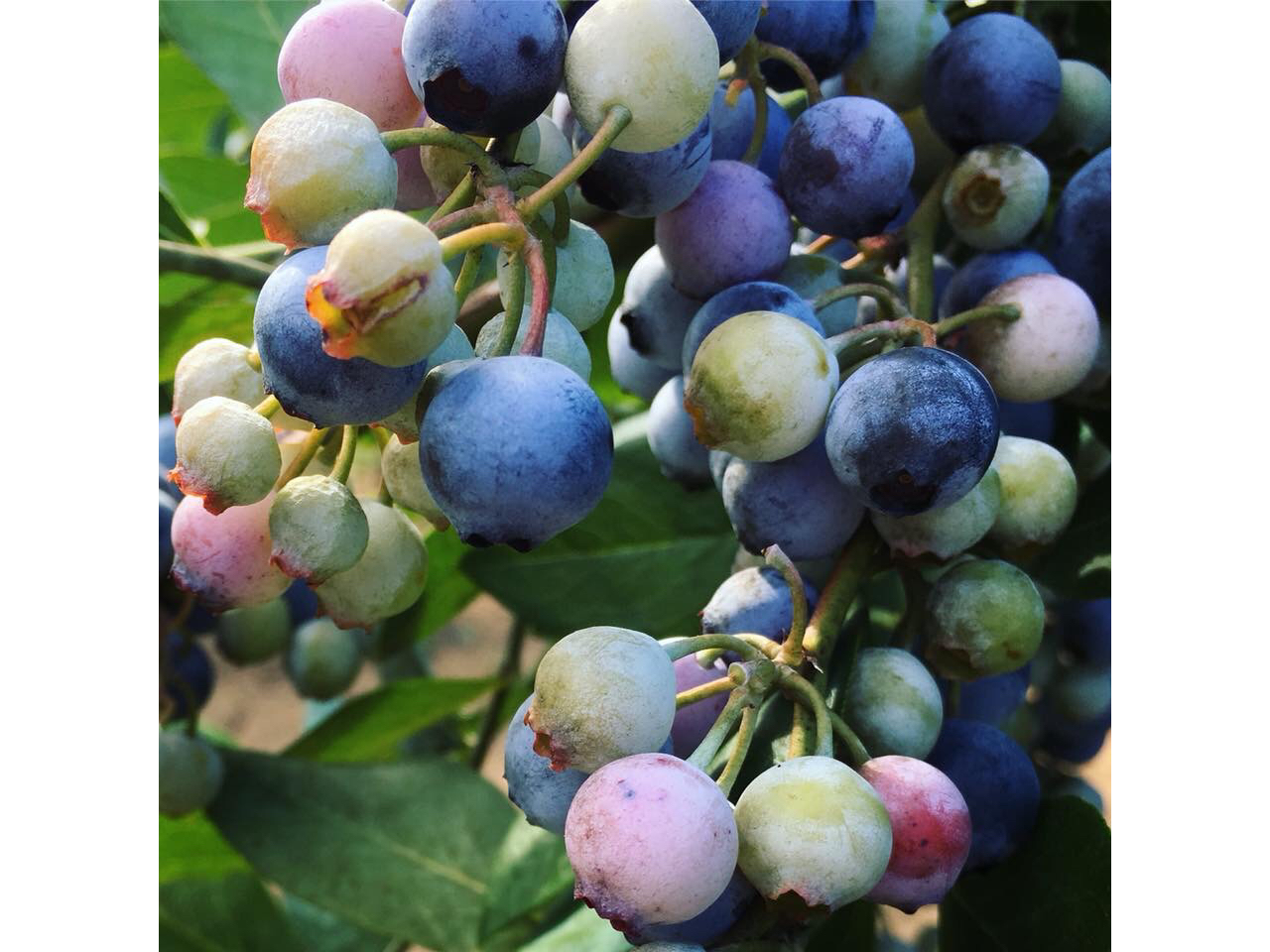 完熟なブルーベリーをいっぱい食べてみてね。