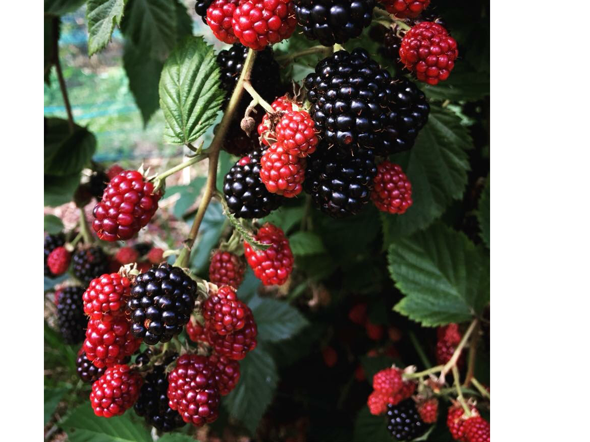 畑内ににブラックベリーも植えています。黒く熟した実を見つけたら食べてみてください。