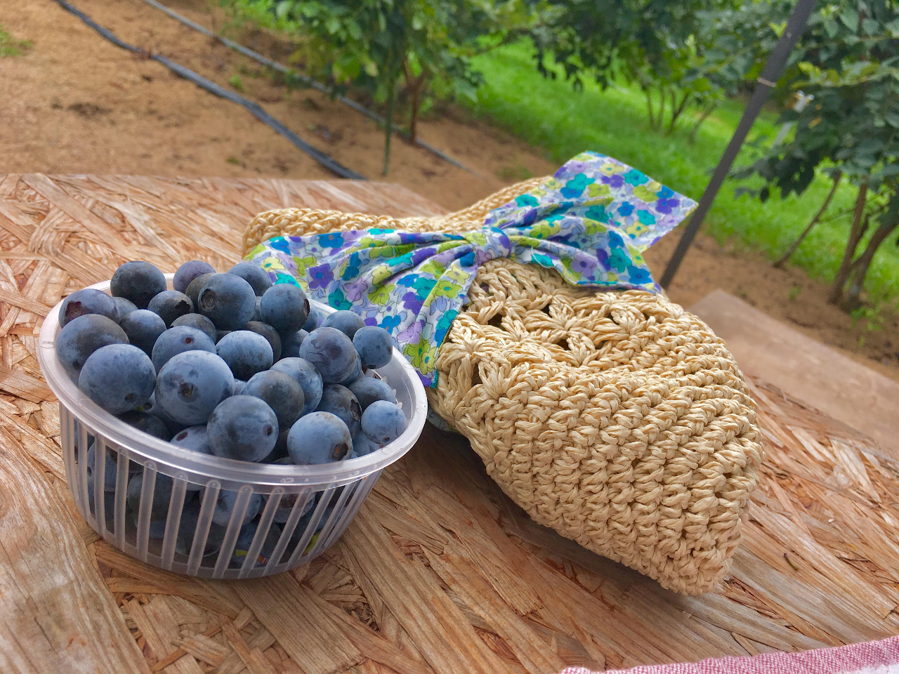 入園料金にはご自分で摘んだブルーベリー、一カップのお持ち帰りが含まれています。 大変、好評をいただいています!