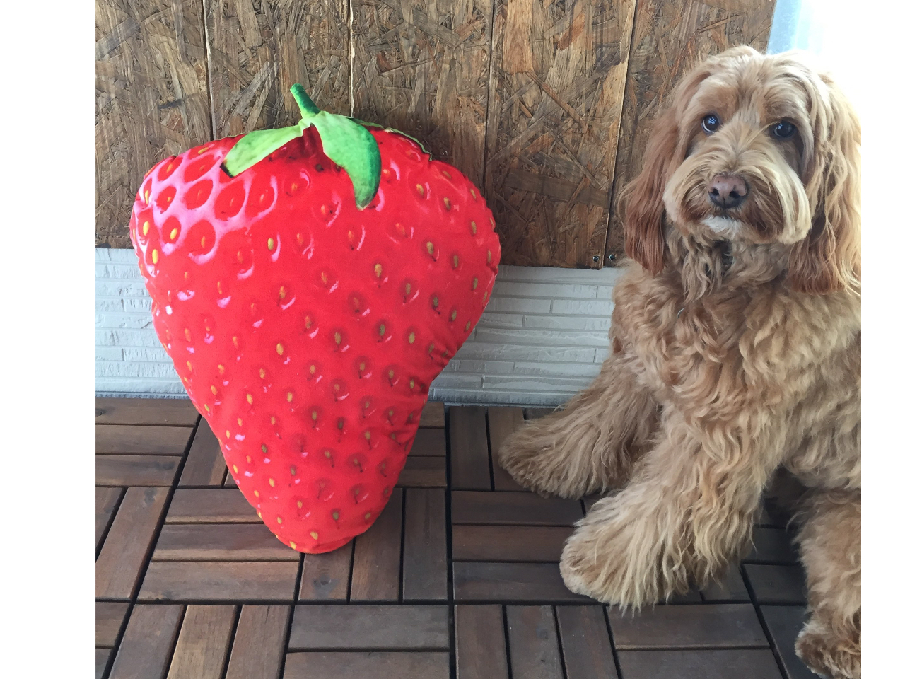 lt@^WA̓XgIhłBɗĂˁ`B