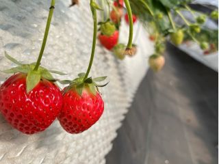 双子いちご発見!かわいいらしいいちごを見つけてください♪