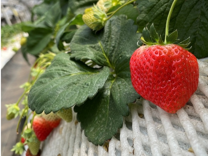 �������̍���ɕ�܂ꂽ��Ԃ����y���݂��������܂���