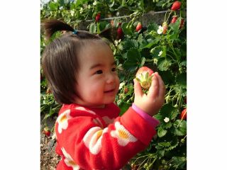 【2月予約】いちご狩り・時間無制限☆食べ放題【石垣いちご発祥の地♪】