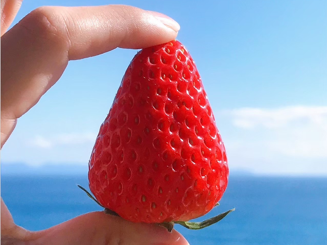 静岡／清水】【1/7～2/28】いちご狩り・時間無制限・食べ放題!!【石垣