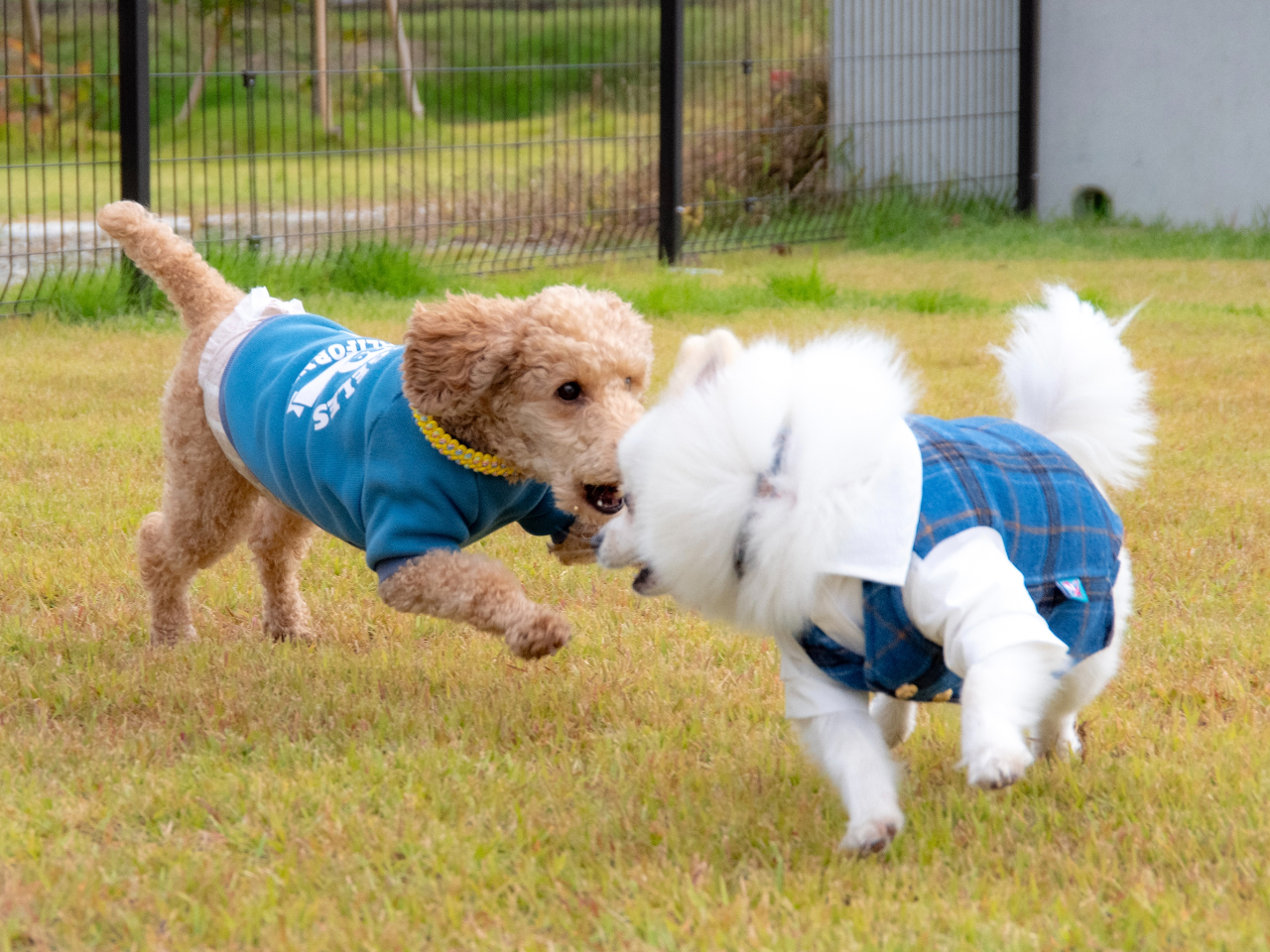 אڂ̃hbOŃ񂽂̂т̂сBiJtF̂płgp܂Bj