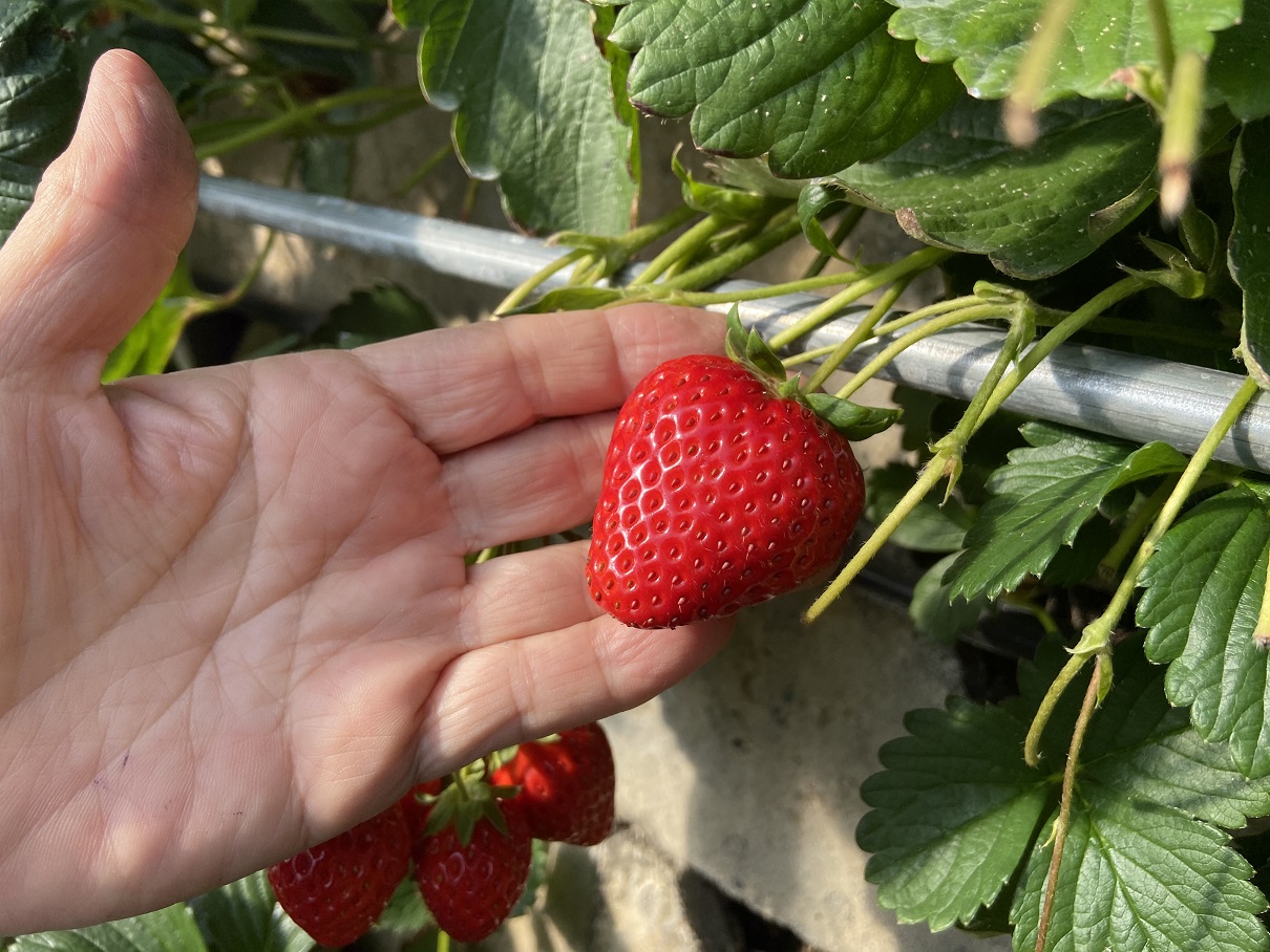 �v�\�̐Ί_䕂����Ђ����\����������