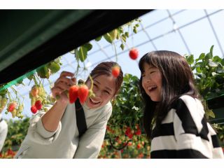 人気の高設栽培で大人も子供も楽しく摘み取り体験ができます。
