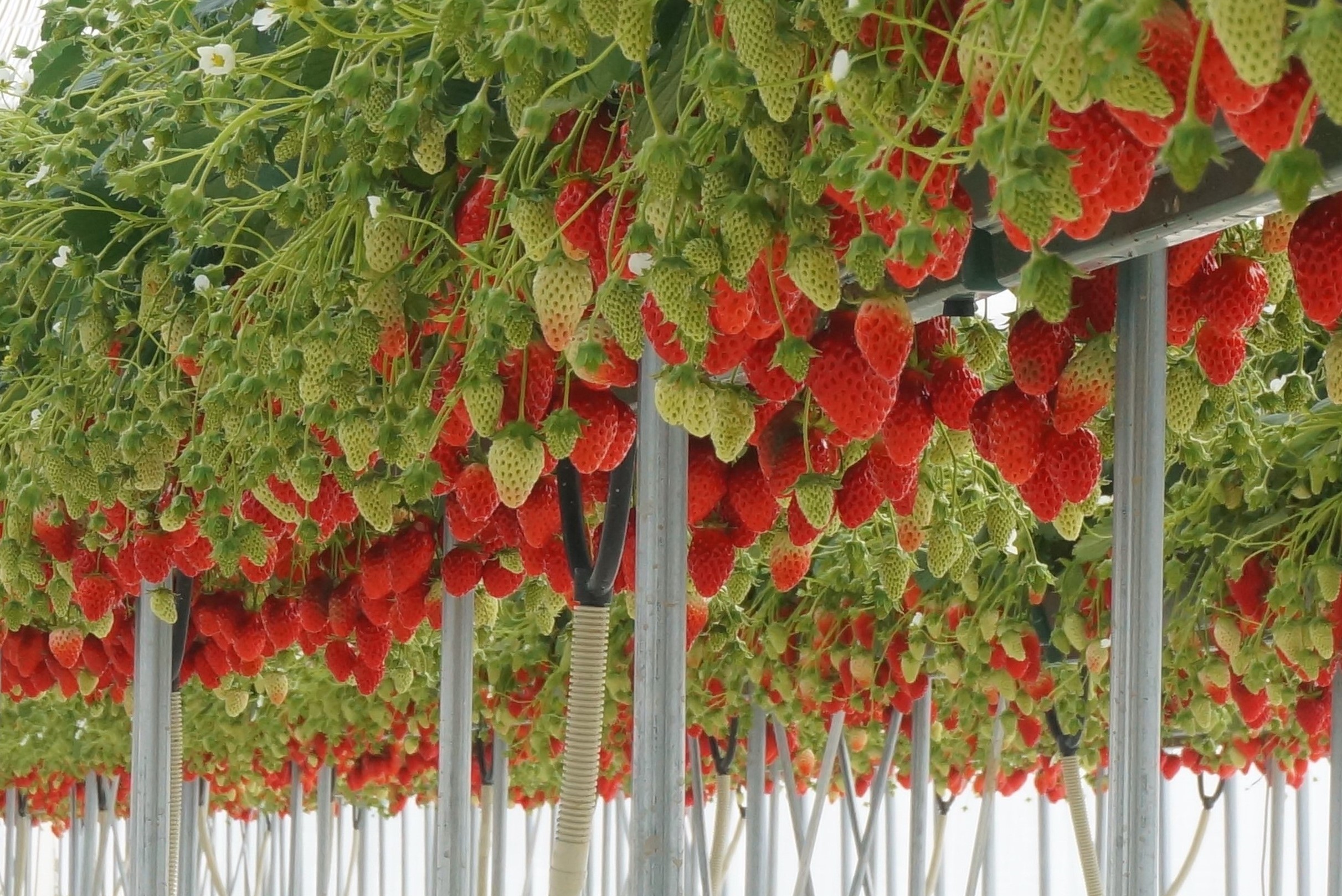 Rȍ~͍ŐƂȂ䕃nEXɂ͂䕂n̎}܂B