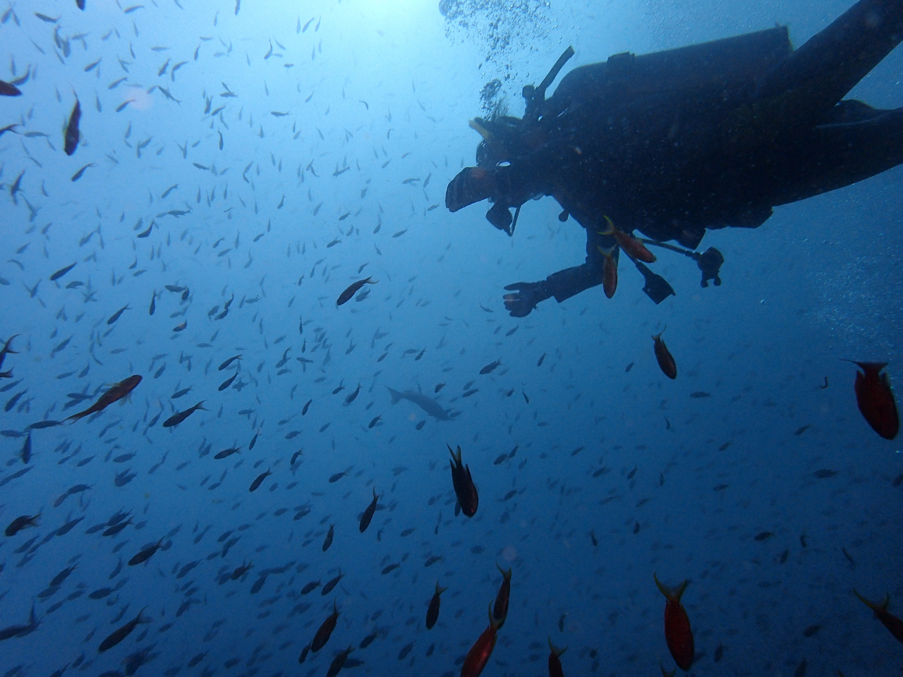 �ɓ��̎��R�L���ȊC�����\