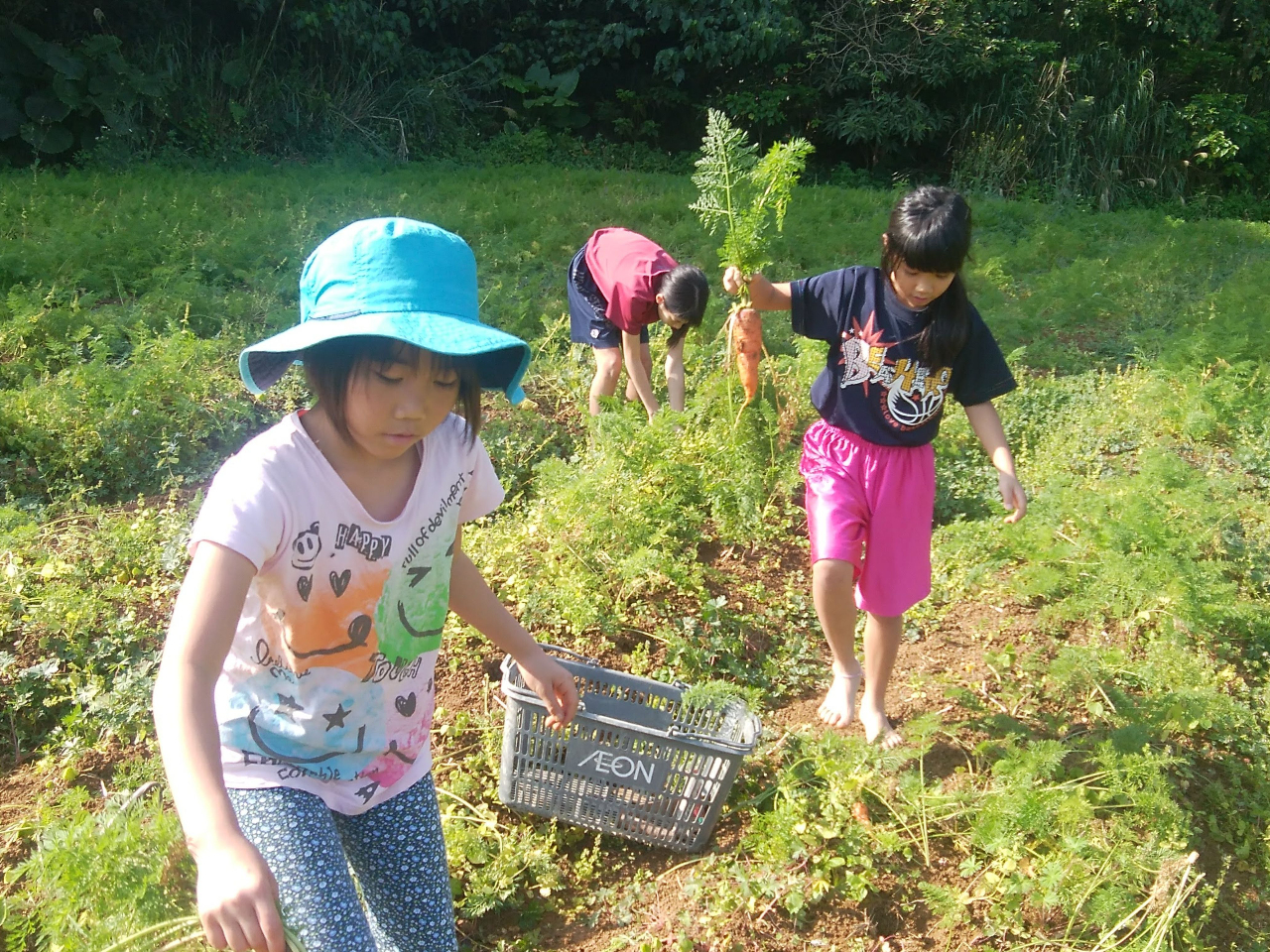 �l�Q���n�̌��̂ЂƃR�}�@