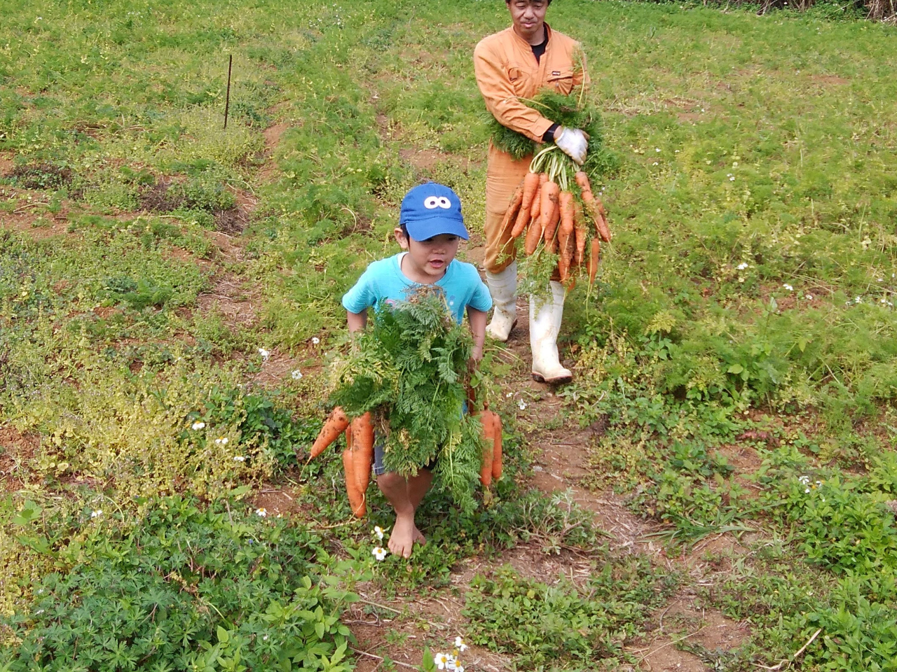 �l�Q���n�̌��̂ЂƃR�}�A