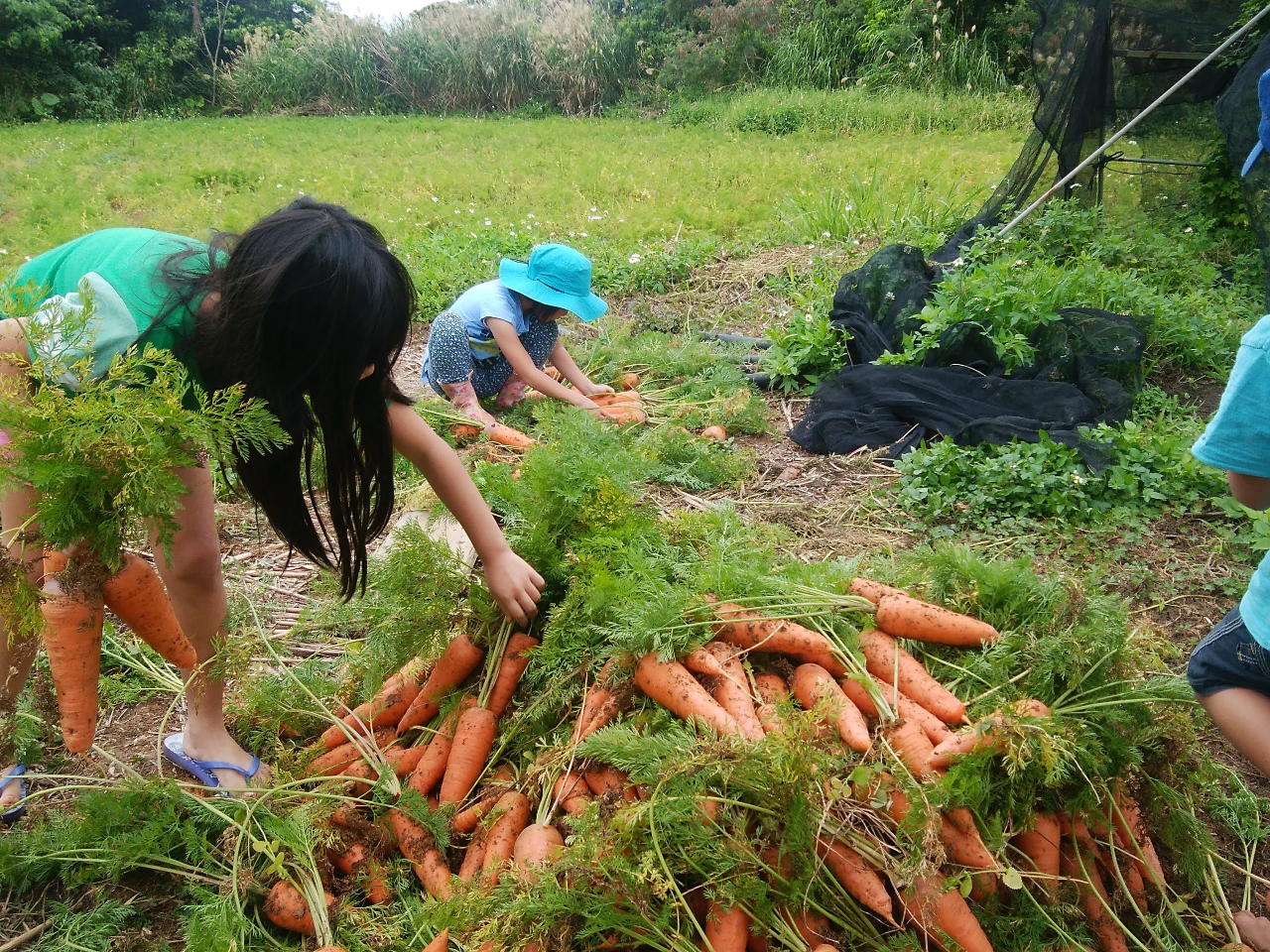 �l�Q���n�̌��̂ЂƃR�}�B