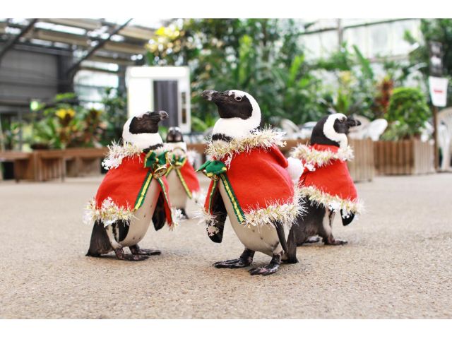 入園プラン 宍道湖も一望できる花と鳥の楽園へようこそ 鳥たちとの間近の触れ合いをお楽しみに 松江フォーゲルパーク じゃらん遊び体験 入園プラン 宍道湖も一望できる花と鳥の楽園へようこそ 鳥たちとの間近の触れ合いをお楽しみに 松江フォーゲルパーク じゃらん遊び体験