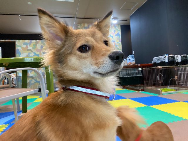 沖縄 南部 可愛いワンちゃん達との癒しのふれあい体験 ファミリー カップルにおすすめ 30分のショートコース 犬カフェワンダフル じゃらん遊び体験 沖縄 南部 可愛いワンちゃん達との癒しのふれあい体験 ファミリー カップルにおすすめ 30分のショートコース 犬カフェワンダフル じゃらん遊び体験