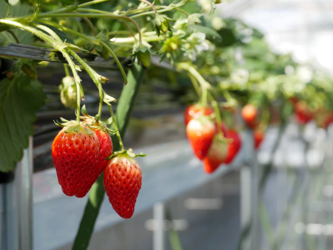 【いちご狩り】45分間食べ放題\ワンコインパフェ作り体験の事前予約で5分延長♪/...
