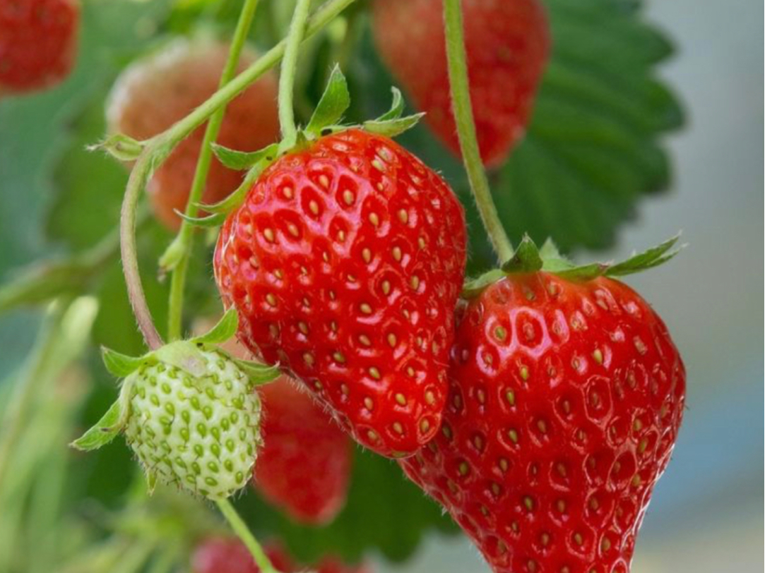 ��܂��g��Ȃ��y�Â�����s���Ă��܂��B�w�Z���H�ɂ��g���Ă��邢�����ł��B���������q�l�ɂ����S���Ă������オ�肢�������܂���